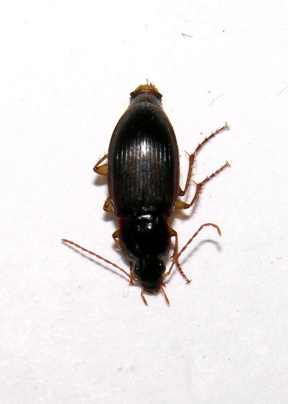 Carabidae 2: Calathus cinctus
